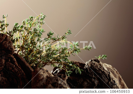 Fresh thyme on a dried snag. Fresh thyme on a dried snag. 106450933