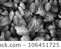 Black and white leaves texture background. Natural wallpaper. Macro with soft focus closeup. Copy space. Spring floral greeting card template. Delicate low key romantic toned image 106451725