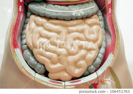 Intestine or bowel human anatomy model for study education medical course. 106451763