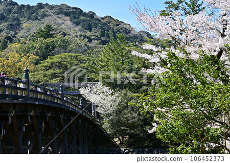 Ise Jingu Shrine in spring Scenery of Uji Bridge with cherry blossoms Scenery of the Inner Shrine in full spring Cherry blossoms, torii gates and Uji Bridge Ise Jingu Shrine in spring Scenery of Uji Bridge with cherry blossoms Scenery of the Inner Shrine in full spring Cherry blossoms, torii gates and Uji Bridge 106452373