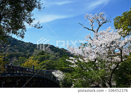 Ise Jingu Shrine in spring Scenery of Uji Bridge with cherry blossoms Scenery of the Inner Shrine in full spring Cherry blossoms, torii gates and Uji Bridge Ise Jingu Shrine in spring Scenery of Uji Bridge with cherry blossoms Scenery of the Inner Shrine in full spring Cherry blossoms, torii gates and Uji Bridge 106452376