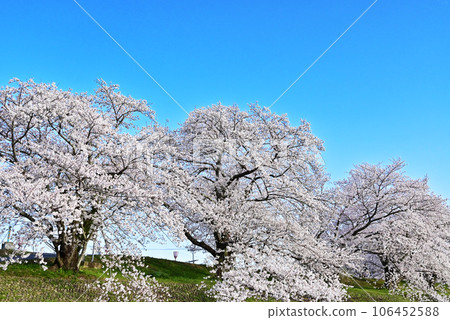 伊勢賞櫻勝地 - 宮川櫻花 - 春天的伊勢志摩旅遊 - 伊勢市觀光景點 - 藍天映襯下盛開的櫻花 伊勢賞櫻勝地 - 宮川櫻花 - 春天的伊勢志摩旅遊 - 伊勢市觀光景點 - 藍天映襯下盛開的櫻花 106452588