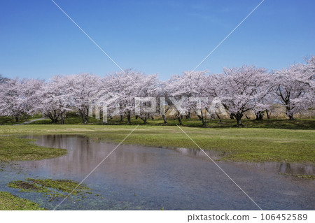 伊勢著名的賞櫻勝地 宮川沿岸的櫻花 春天的伊勢志摩觀光 盛開的櫻花在藍天的映襯下熠熠生輝 伊勢著名的賞櫻勝地 宮川沿岸的櫻花 春天的伊勢志摩觀光 盛開的櫻花在藍天的映襯下熠熠生輝 106452589