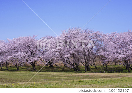伊勢著名的賞櫻勝地 宮川沿岸的櫻花 春天的伊勢志摩觀光 盛開的櫻花在藍天的映襯下熠熠生輝 106452597
