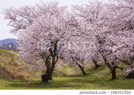 伊勢著名的賞櫻勝地 宮川沿岸的櫻花 春天的伊勢志摩觀光 盛開的櫻花在藍天的映襯下熠熠生輝 106452598