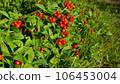 Cornus suecica, dwarf cornel, bunchberry. Red berries, foliage, sunny weather, forest plants. 106453004