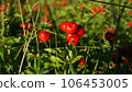 Cornus suecica, dwarf cornel, bunchberry. Red berries, foliage, sunny weather, forest plants. 106453005