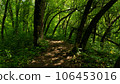 Tourist path in the deciduous forest. Berendeyevo kingdom, Russia, Lazarevskoe, Sochi 106453016