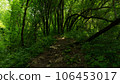 Tourist path in the deciduous forest. Berendeyevo kingdom, Russia, Lazarevskoe, Sochi 106453017