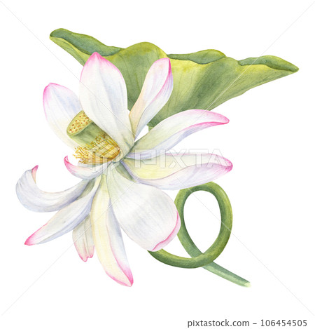 Pink Lotus flower and curving Leaf. Delicate blooming Water Lily. Floral elements. Watercolor illustration isolated on white background. Hand drawn composition for poster, cards, greeting 106454505
