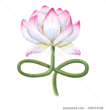 Delightful lotus flower with curving stem. Delicate blooming Water Lily. Stem imitates the lotus position. Watercolor illustration isolated on white background. For cosmetics packaging, spa center 106454506