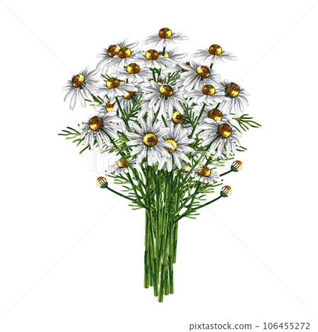 Bouquet of daisies. Medicinal, pharmaceutical herbal tea. Watercolor hand drawn illustration. Isolate on white background. For design solutions for packaging, labels, banners and flyers. Bouquet of daisies. Medicinal, pharmaceutical herbal tea. Watercolor hand drawn illustration. Isolate on white background. For design solutions for packaging, labels, banners and flyers. 106455272