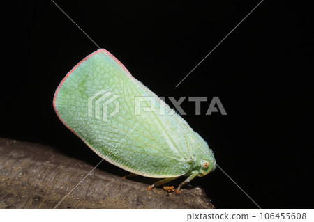 Aoi Bahagoromo 106455608