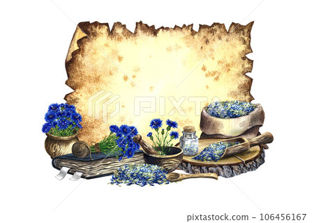 Old parchment for inscription with cornflower, medicinal herb, dried, crushed and fresh. Wooden utensils and an old recipe book. For pharmacy and spa care. watercolor hand drawn illustration. 106456167