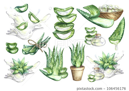 Set of compositions with aloe vera. Watercolor hand drawn. For labels and packaging, for stickers and prints. Set of compositions with aloe vera. Watercolor hand drawn. For labels and packaging, for stickers and prints. 106456176