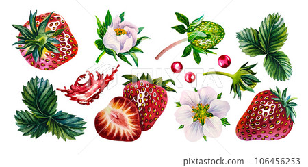 Strawberry set with berries, flowers and leaves. Watercolor illustration. Isolate. For design solutions for packaging 106456253