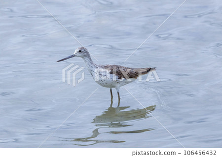 A redshank looking for food in the tidal flats A redshank looking for food in the tidal flats 106456432