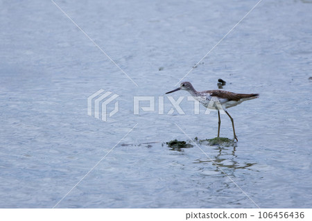 紅腳鷸在灘塗中尋找食物 106456436