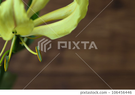 yellow gloriosa on wood background yellow gloriosa on wood background 106456446