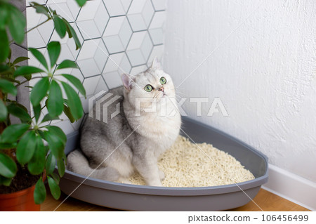 A cute white cat, sitting in a plastic corner tray for animals, with light natural filler A cute white cat, sitting in a plastic corner tray for animals, with light natural filler 106456499