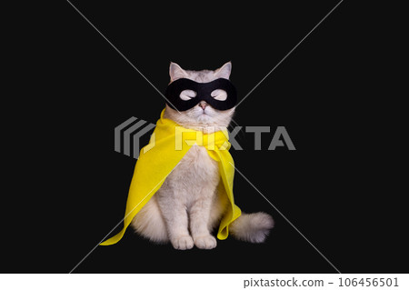 a cat in a black mask sits on an isolated black background with his eyes closed. a cat in a black mask sits on an isolated black background with his eyes closed. 106456501