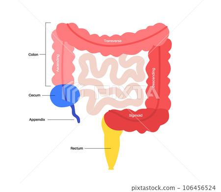 Large intestine anatomy Large intestine anatomy 106456524