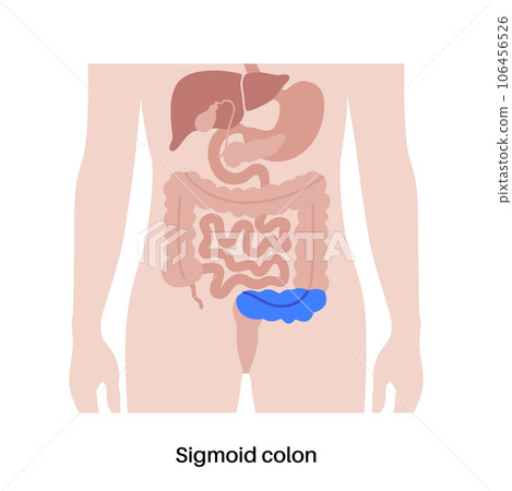 Large intestine anatomy Large intestine anatomy 106456526