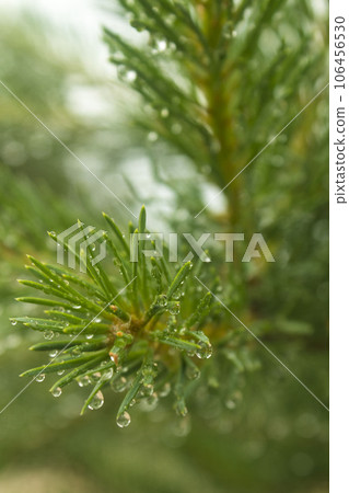 wet pine branch after the rain 106456530