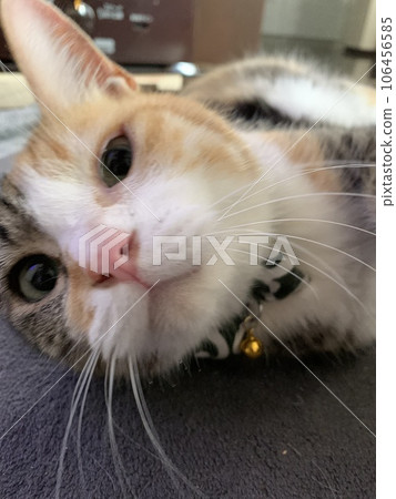 打扮貓 打扮貓 106456585