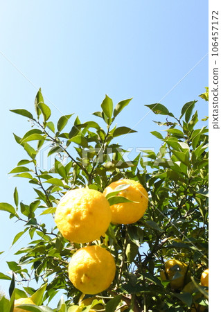 Yellow ripe yuzu, ripe yuzu, fruit Yellow ripe yuzu, ripe yuzu, fruit 106457172