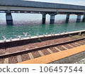 Seagulls line up in front of the railroad tracks (Hamanako Sakume Station) 106457544