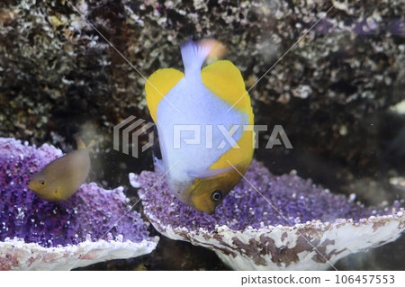 Kasumi蝴蝶 Kasumi蝴蝶 106457553