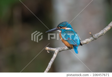 停在樹枝上的金魚 106457671