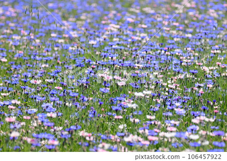 Cornflowers blooming in a fallow field on the east bank of Isanuma, Furuyakami, Kawagoe City, Saitama Prefecture Cornflowers blooming in a fallow field on the east bank of Isanuma, Furuyakami, Kawagoe City, Saitama Prefecture 106457922