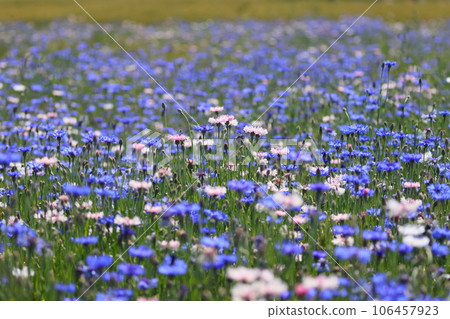 Cornflowers blooming in a fallow field on the east bank of Isanuma, Furuyakami, Kawagoe City, Saitama Prefecture 106457923