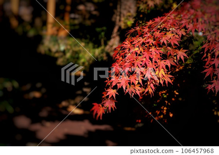 Autumn leaves ⑥ 106457968