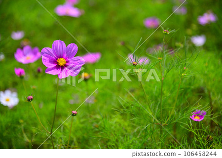 Cosmos flowers heralding early autumn Cosmos flowers heralding early autumn 106458244