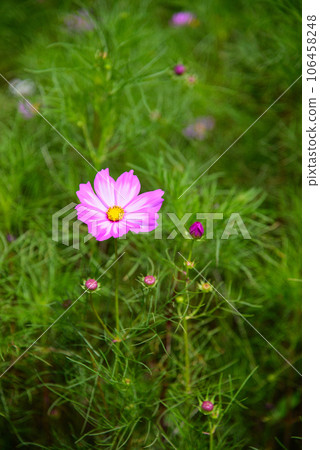 Cosmos flowers heralding early autumn Cosmos flowers heralding early autumn 106458248