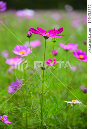 Cosmos flowers heralding early autumn 106458252