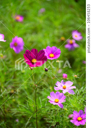 Cosmos flowers heralding early autumn 106458253