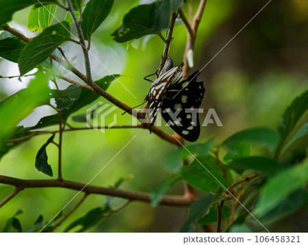 Butterfly perching on a leaf, Nymphidae, Gomadara butterfly♂ Butterfly perching on a leaf, Nymphidae, Gomadara butterfly♂ 106458321