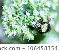 bee on flower 106458354
