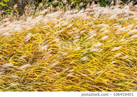 Susuki shaking in autumn wind Susuki shaking in autumn wind 106458401