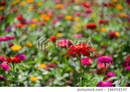 colorful zinnia flowers 106458547