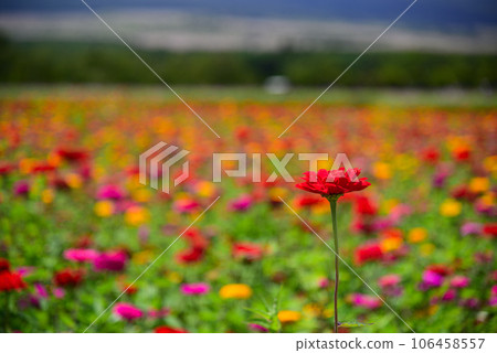 色彩繽紛的百日草花 106458557
