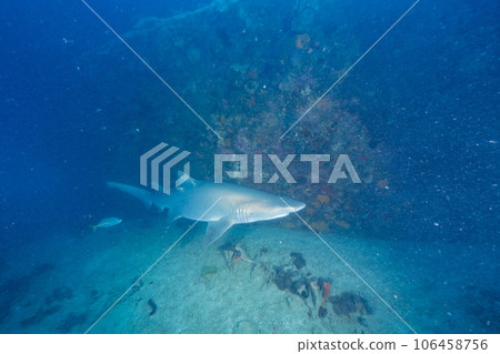 小笠原沙鱷在沉船中游泳 106458756