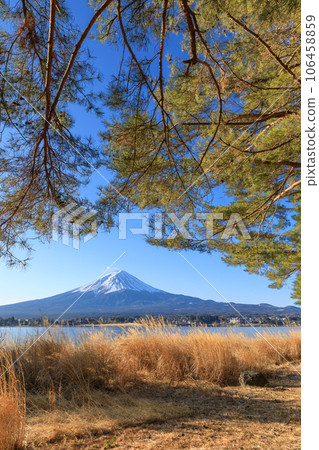 山梨縣河口湖_蒲葦和富士山 106458859