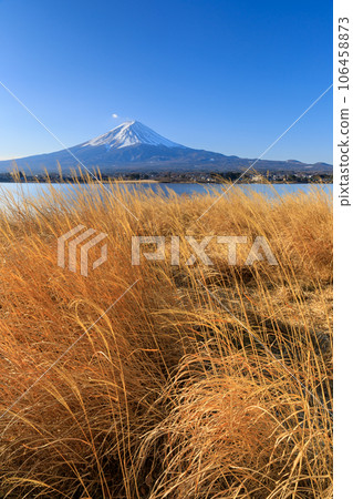 Yamanashi Kawaguchiko _ Japanese pampas grass and Mt. Fuji Yamanashi Kawaguchiko _ Japanese pampas grass and Mt. Fuji 106458873