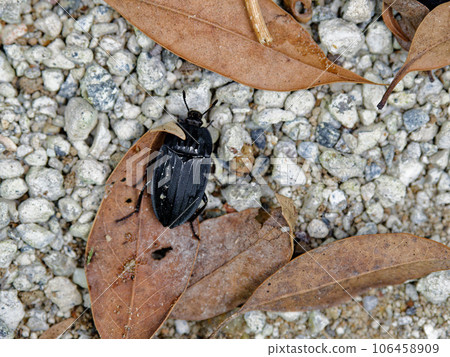 Insects of the family Carpenteridae Insects of the family Carpenteridae 106458909