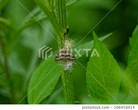 Helmetidae Helmetidae 106458914